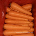 Good Quality of Chinese Fresh Carrot From Factory